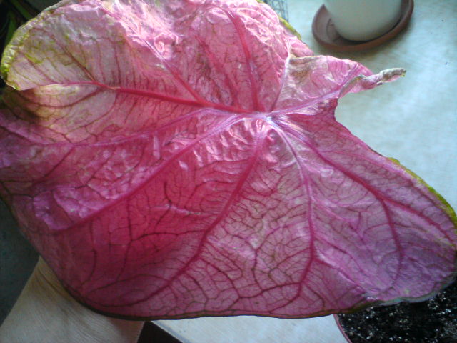 моя рука под листом.