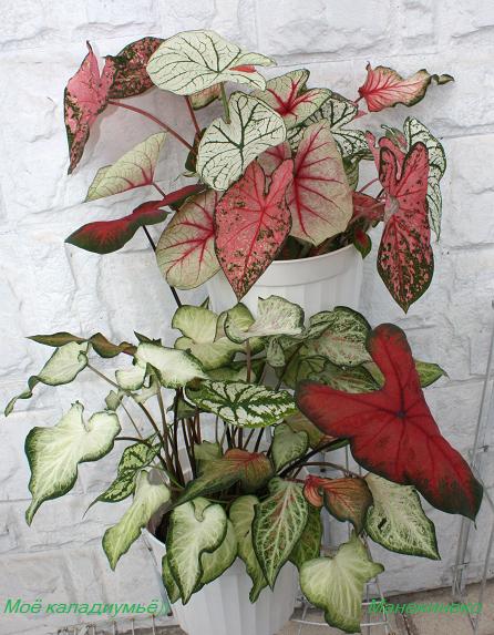 Моё каладиумьё)).jpg