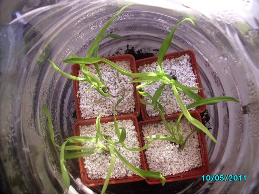 Цимбики в 5ти литровых флягах на подокониках, посажены в агроперлит