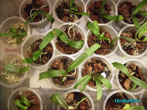 Малыши- фалики!