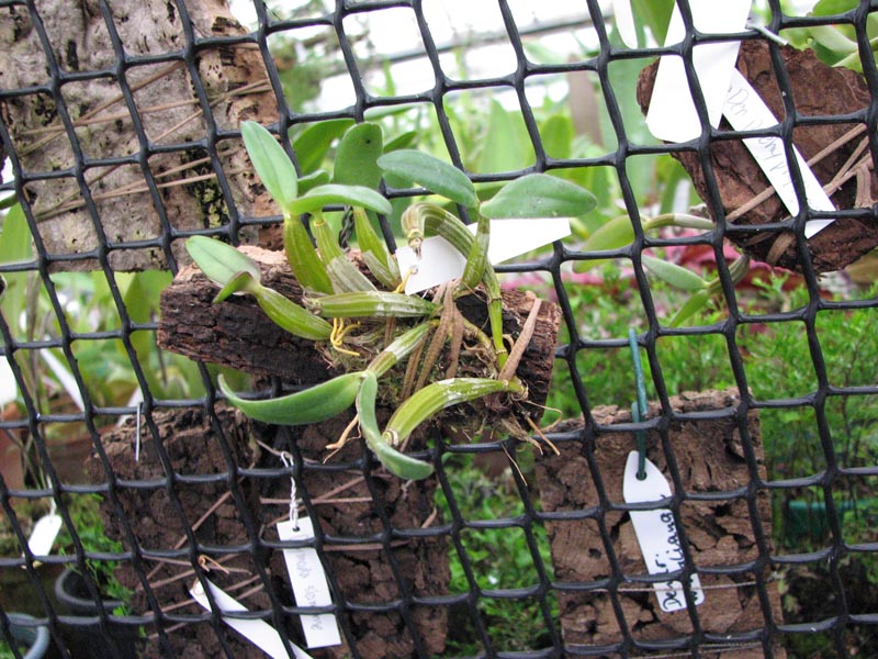 Dendrobium pachyphyllum.jpg