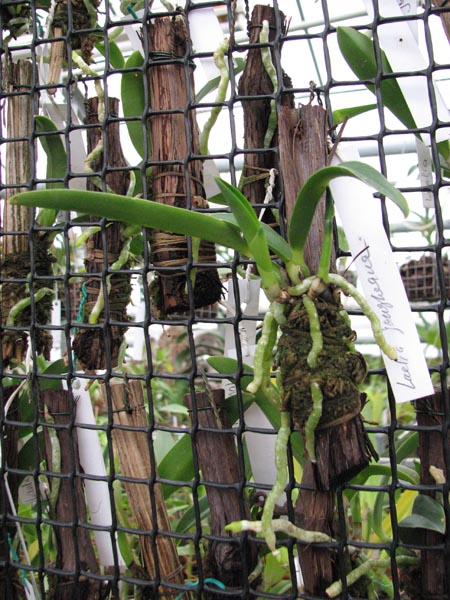 Laelia jongheana 1.jpg