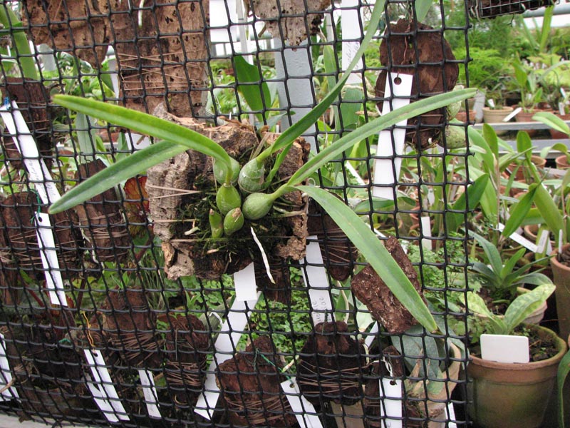 Encyclia adenocaula.jpg