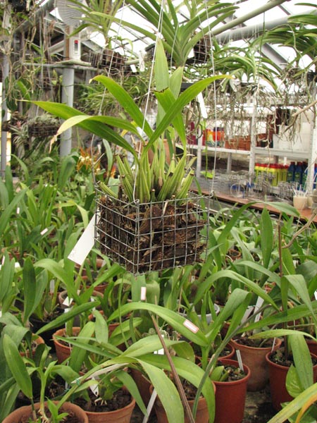 Coryanthes speciosa.jpg