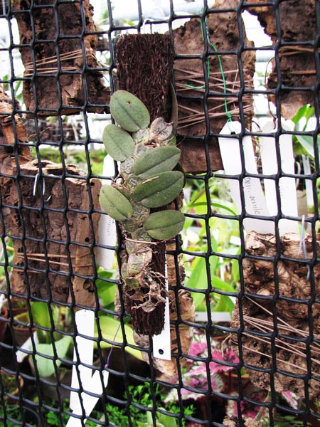 Oncidium limminghei.jpg