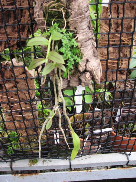 Dendrobium pierardii 1.jpg