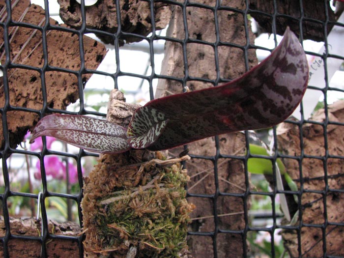 Phalaenopsis phillipinense.jpg