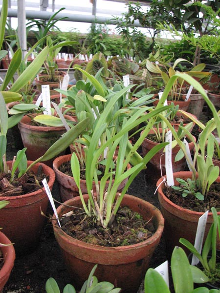 Dracula benedictii.jpg