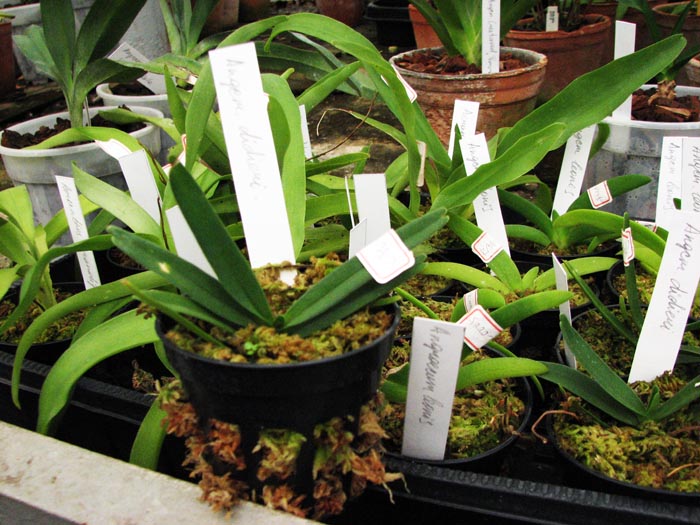 Angraecum didieri 1.jpg
