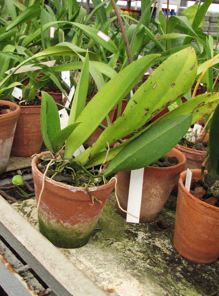 Oncidium luridum.jpg