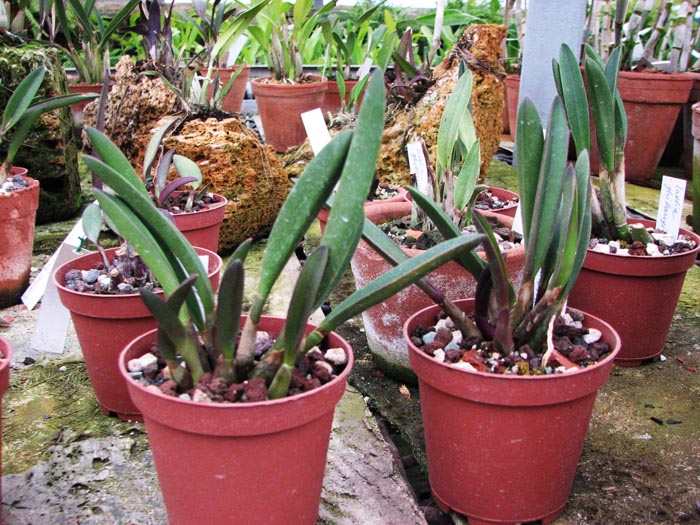 Laelia ghillanyi.jpg