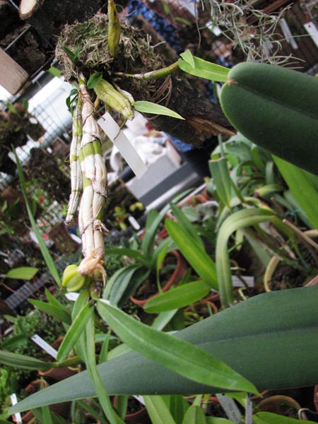 Dendrobium scabrilingue.jpg