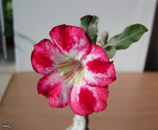 Large Moonligh c.jpg