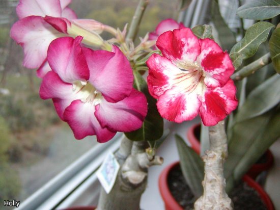 Large Moonlight&Siam Violet.jpg