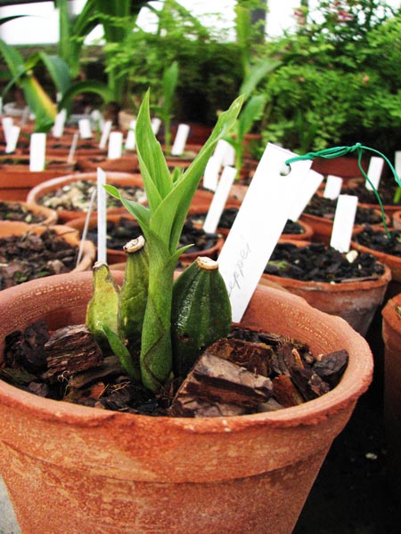 Lycaste deppei 1.jpg