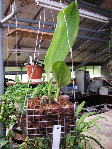 Stanhopea tigrina.jpg