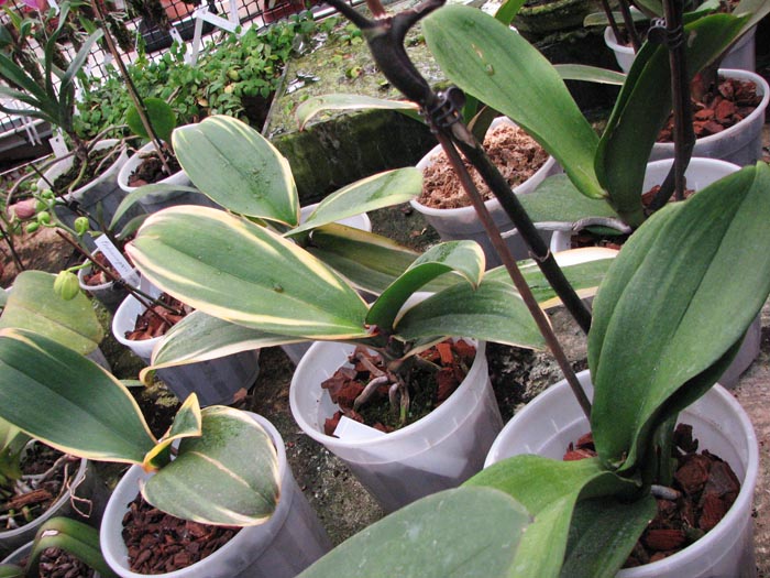 Phalaenopsis Matou Freed 1.jpg