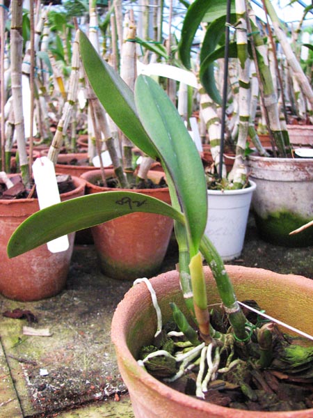 Sophrolaeliocattleya Hawaiian Splash.jpg
