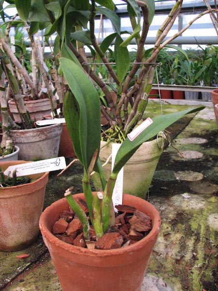 Sophrolaeliocattleya Wendys Valentine.jpg