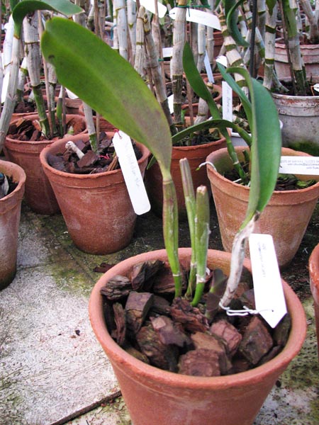 Sophrolaeliocattleya Love Castle.jpg