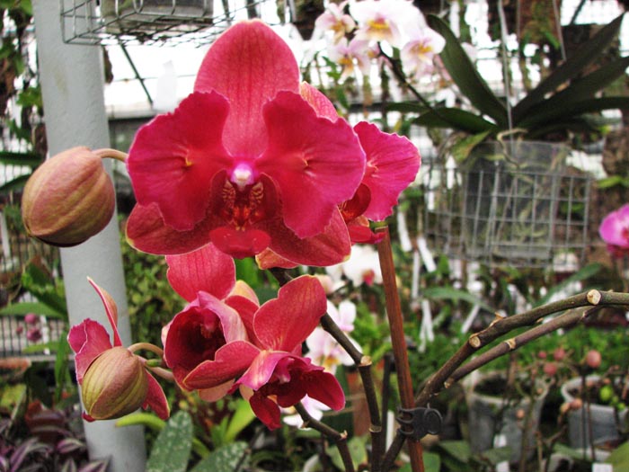 phal hybrid 4.jpg