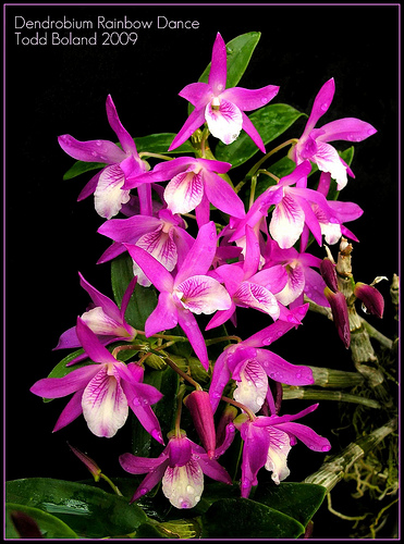Dendrobium Stardust 'Rainbow Dance' 02.jpg
