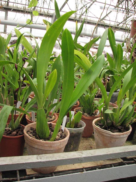 Brassia Enteral Wind Summer Dream.jpg