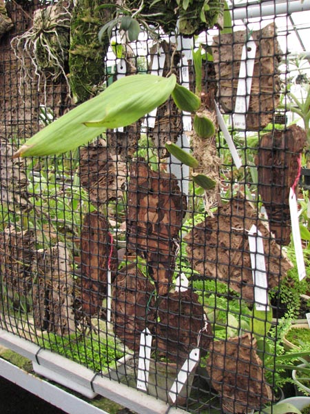 Coelogyne pandurata 1.jpg