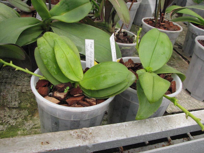 Phalaenopsis Hos Dreamy Jade 1.jpg