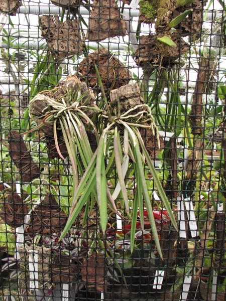 Brassavola nodosa 1.jpg