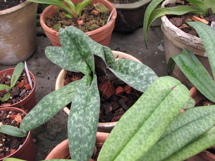 Paphiopedilum bellatulum 1.jpg