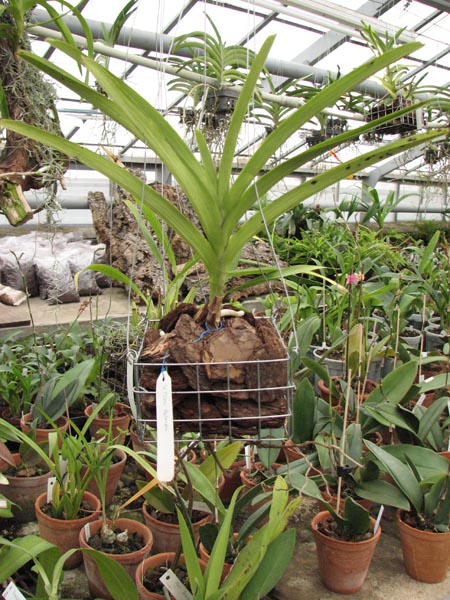 Vanda Mimi Palmer.jpg