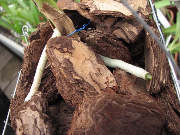 Vanda Mimi Palmer 1.jpg