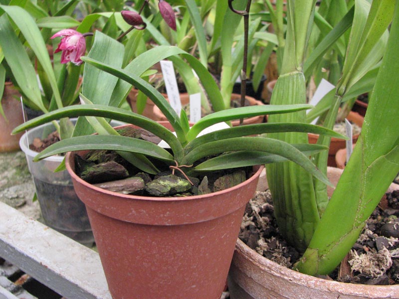 Neostillis Lou Snaary Taka.jpg