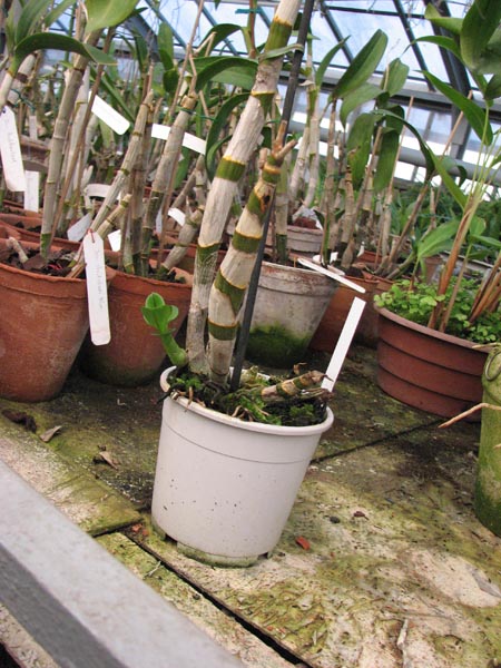 dendrobium Burana Jade.jpg