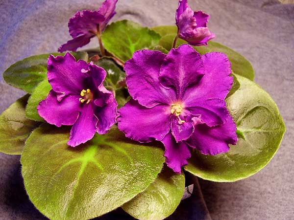 АЛЬФА-ТИНЕЙДЖЕР<br />ООООчень трудно передать цвет.<br />В нем есть что-то от ЕК Богиня Красоты, но он ярче, веселее,  &amp;quot;марганцовее&amp;quot;