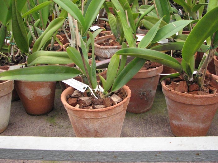 Brassolaeliocattleya Nij Fourty Four Yenta x Brassolaeliocattleya Memoria Tiang - Lucky Stripe x Brassolaeliocattleya Ratana Dung DSO Giant.jpg