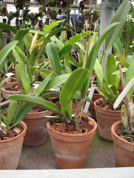 Brassolaeliocattleya Chia Lin New City x Brassolaeliocattleya Chia Lin Beauty x Chia Lin Red Devil.jpg