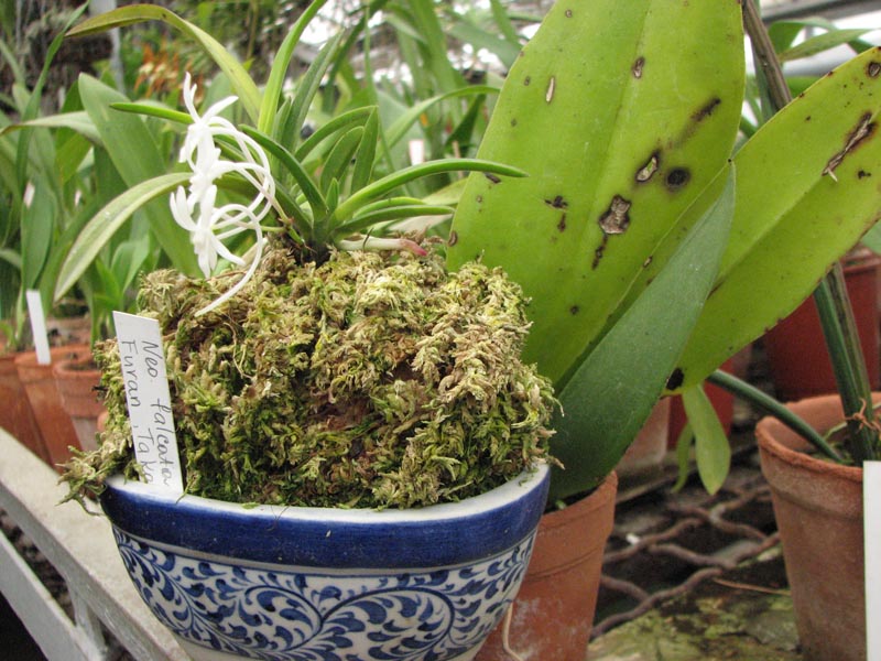 Neofinetia falcata Furan Takachiho 1.jpg