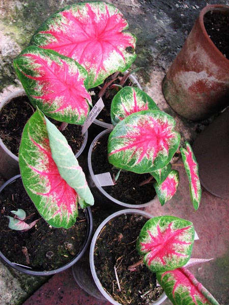 Caladium.jpg