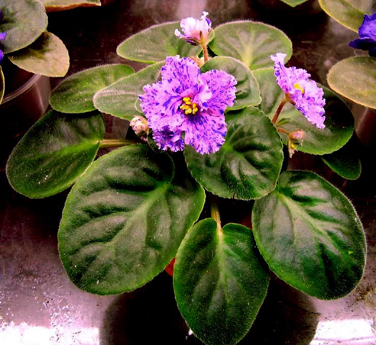 АЛЬФА-РОЗОВАЯ ПАНТЕРА