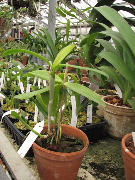 Cattleya forbesii.jpg