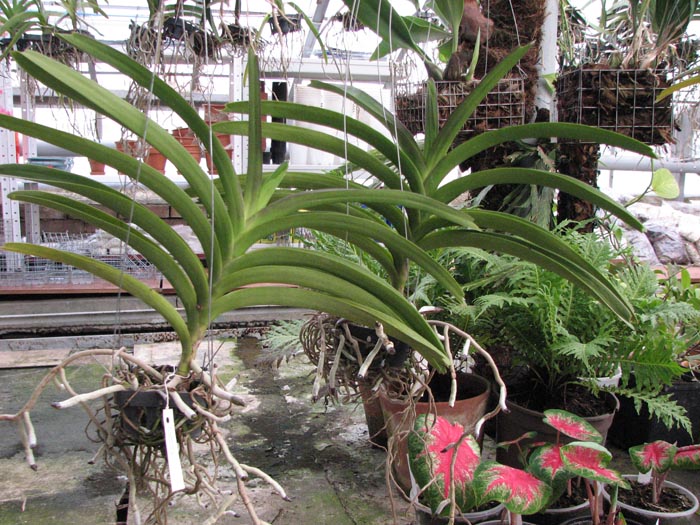 Vanda Lumpini Red x Vanda Dr  Anek.jpg