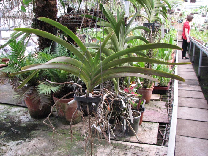 Vanda Robert Delight Pink Diamond 2.jpg