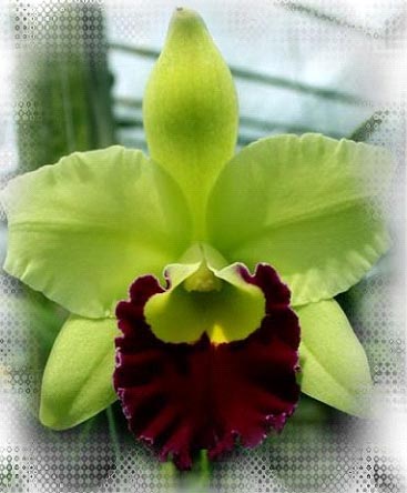 Brassolaeliocattleya Prathoom Green.jpg