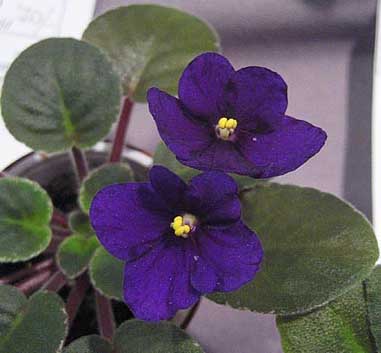 Mac's Very Indigo1 copy.jpg