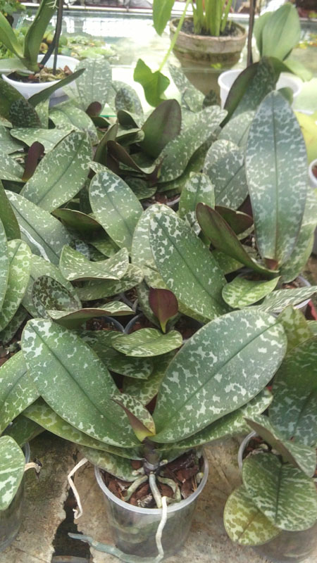 Phalaenopsis Philadelphia.jpg