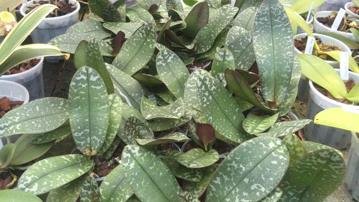 Phalaenopsis Philadelphia 1.jpg