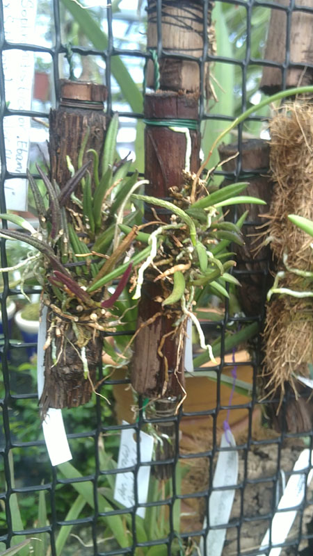 Leptotes unicolor.jpg