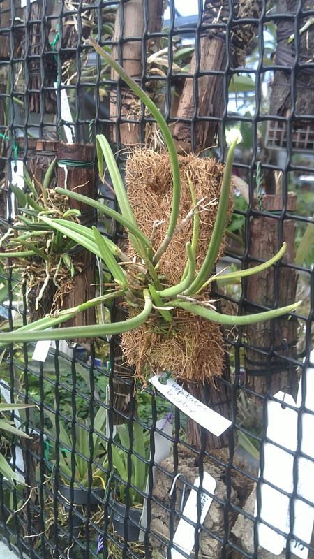 Leptotes bicolor.jpg